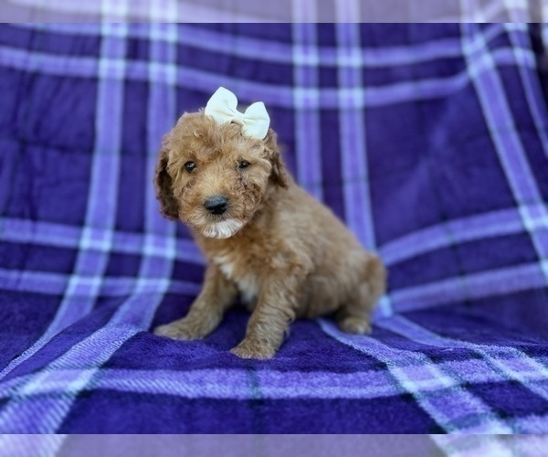 Medium Photo #5 Cavapoo (Miniature) Puppy For Sale in LAKELAND, FL, USA