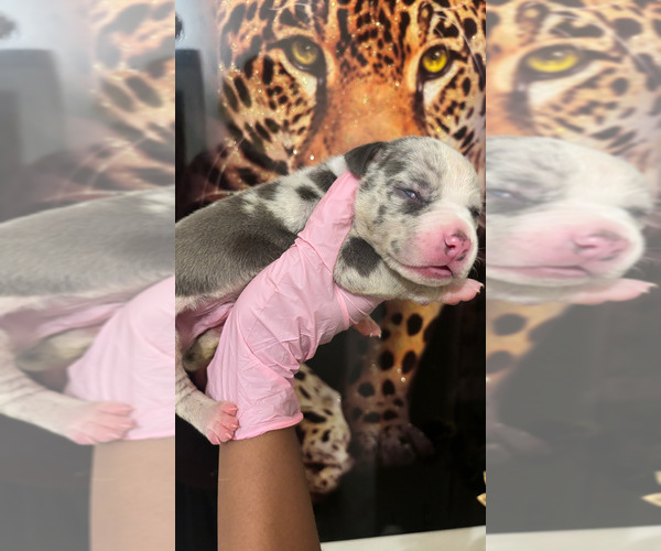 Medium Photo #26 American Bully Puppy For Sale in SEVERN, MD, USA