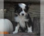 Small Photo #2 Miniature Australian Shepherd Puppy For Sale in STRASBURG, PA, USA