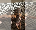 Small Photo #2 Miniature Pinscher Puppy For Sale in STERLING, MI, USA