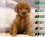 Puppy D GREEN Goldendoodle