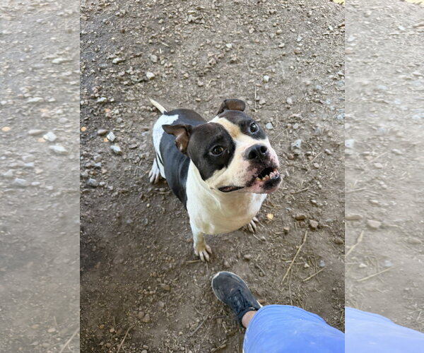 Medium Photo #4 American Staffordshire Terrier-Unknown Mix Puppy For Sale in Jackson, MS, USA