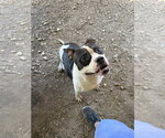 Small #3 American Staffordshire Terrier Mix