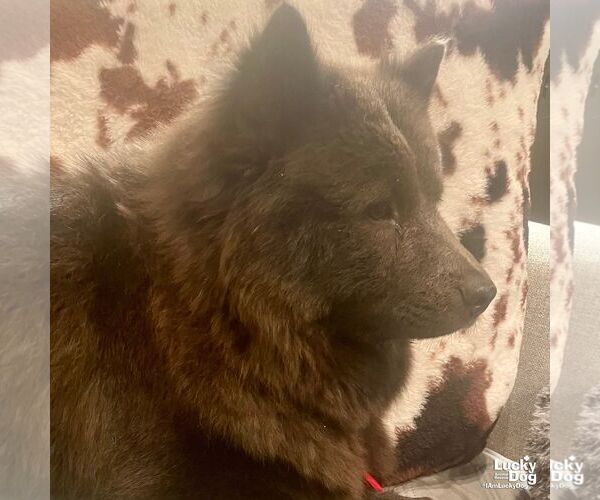 Medium Photo #5 Chow Chow-Unknown Mix Puppy For Sale in Washington, DC, USA