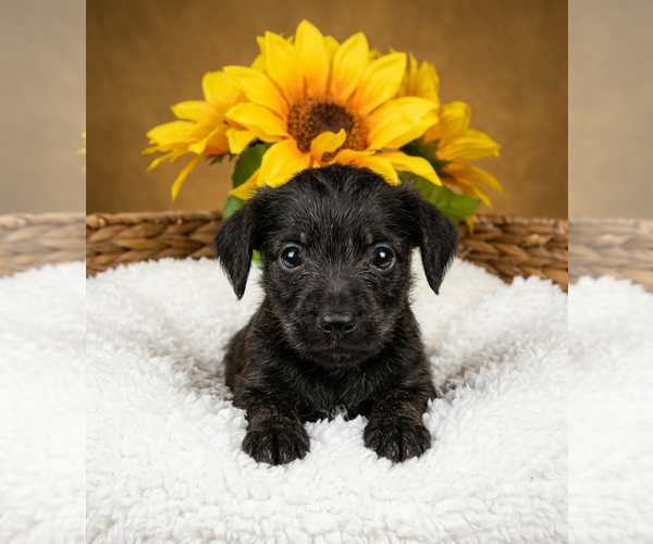 Medium Photo #1 Chihuahua-Unknown Mix Puppy For Sale in Vail, AZ, USA