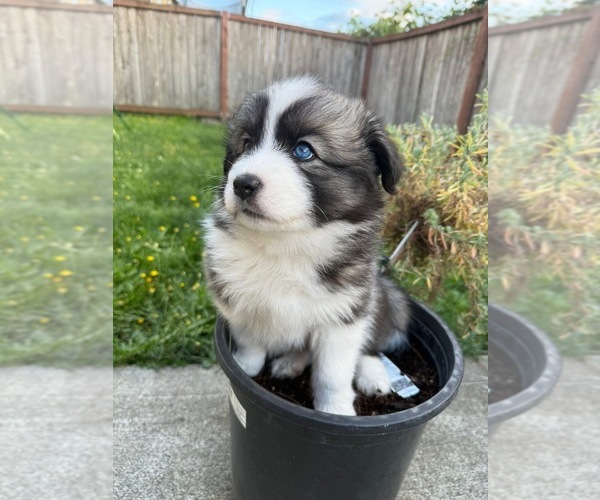 Medium Photo #1 Pomsky Puppy For Sale in SPANAWAY, WA, USA