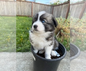 Pomsky Puppy for sale in SPANAWAY, WA, USA