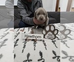 Puppy Hawthorn Labrador Retriever