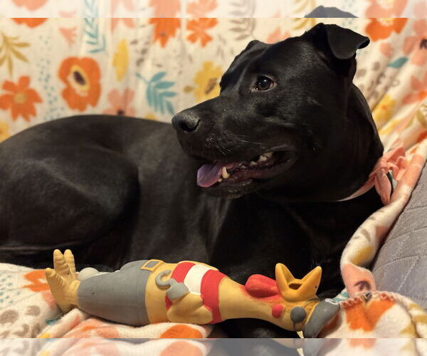 Medium Photo #2 Mutt Puppy For Sale in Brooklyn Center, MN, USA