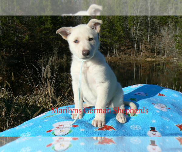 Medium Photo #3 German Shepherd Dog Puppy For Sale in PIEDMONT, MO, USA