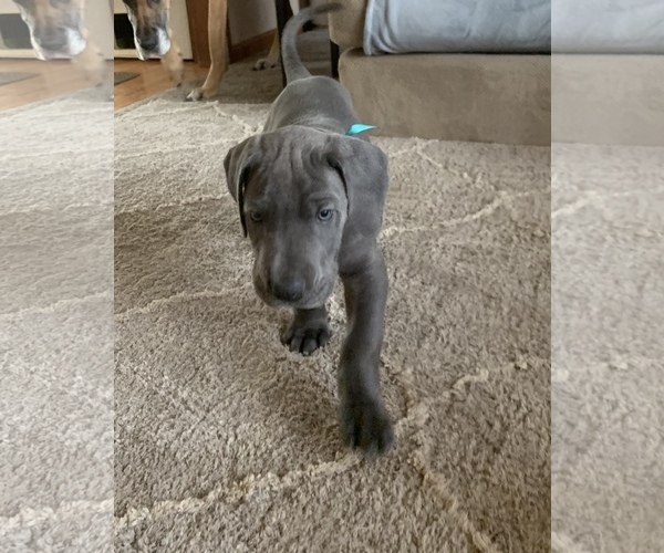 Medium Photo #5 Great Dane Puppy For Sale in ROAMING SHORES, OH, USA