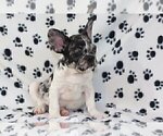 Small Photo #4 French Bulldog Puppy For Sale in BLAWNOX, PA, USA