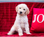Puppy 3 Goldendoodle-Poodle (Standard) Mix
