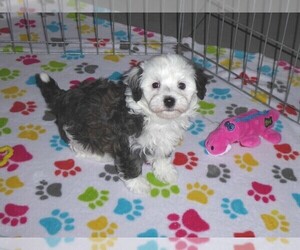 Maltese-Poodle (Toy) Mix Puppy for sale in ORO VALLEY, AZ, USA