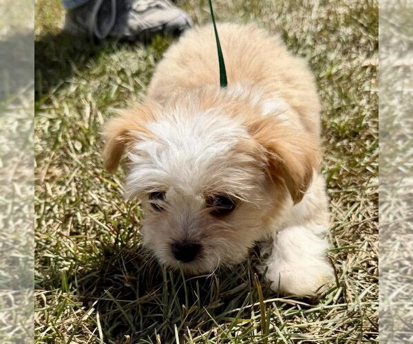 Medium Photo #2 Shih Tzu Puppy For Sale in Spring Lake, NC, USA