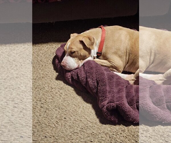 Medium Photo #3 American Pit Bull Terrier-Unknown Mix Puppy For Sale in Sandy, UT, USA