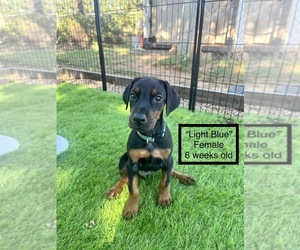 Doberman Pinscher Dog for Adoption in COMANCHE, Oklahoma USA