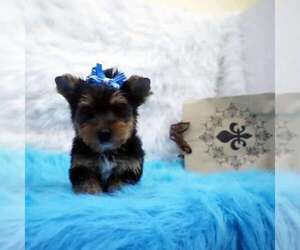 Yorkshire Terrier Puppy for sale in LOS ANGELES, CA, USA