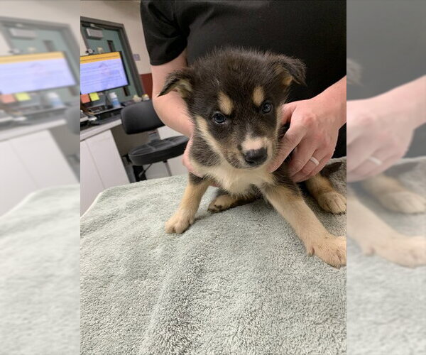 Medium Photo #1 Siberian Husky Puppy For Sale in Fairbanks, AK, USA