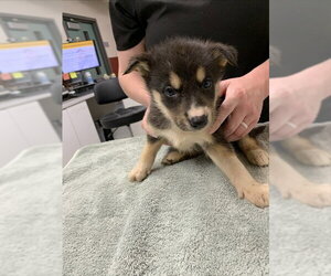 Siberian Husky Dogs for adoption in Fairbanks, AK, USA
