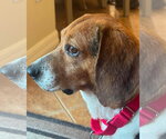 Small Photo #14 Beagle Puppy For Sale in Dunnellon, FL, USA