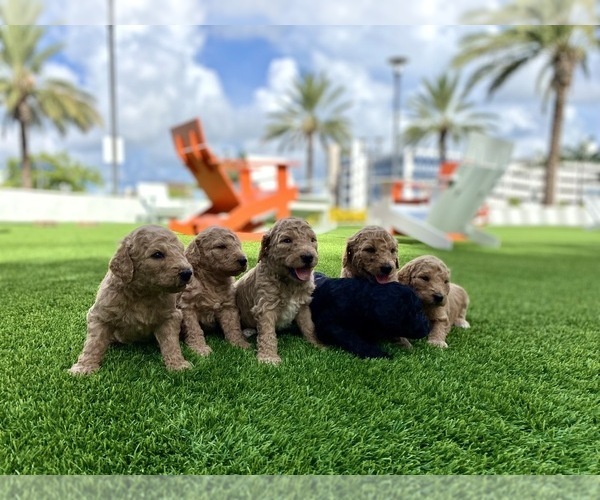 Medium Photo #3 Goldendoodle Puppy For Sale in DANIA, FL, USA