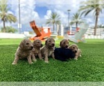 Small Photo #3 Goldendoodle Puppy For Sale in DANIA, FL, USA