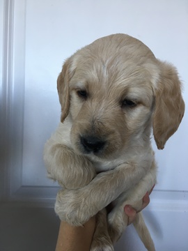 Medium Photo #2 Brittnepoo Puppy For Sale in WOODLAND, WA, USA
