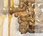 Small #5 Rhodesian Ridgeback