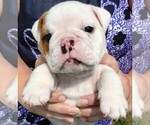 Small #2 English Bulldog