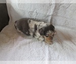 Small Photo #3 Australian Shepherd Puppy For Sale in AUBURN, IN, USA