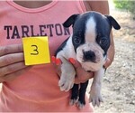 Small Photo #3 Boston Terrier Puppy For Sale in CALDWELL, TX, USA