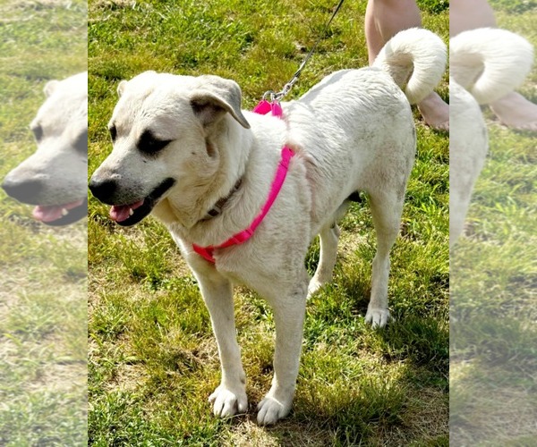Medium Photo #8 Anatolian Shepherd-Labrador Retriever Mix Puppy For Sale in Scottsboro, AL, USA