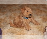 Small Photo #5 Miniature Labradoodle Puppy For Sale in MANHEIM, PA, USA