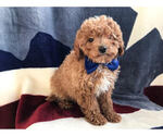 Small Photo #2 Cavachon-Poodle (Miniature) Mix Puppy For Sale in LANCASTER, PA, USA