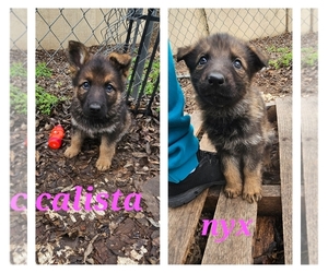 German Shepherd Dog Puppy for sale in KELLER, TX, USA