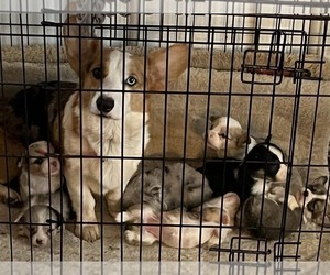 Mother of the Pembroke Welsh Corgi puppies born on 10/23/2022