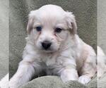 Small #1 Colonial Cocker Spaniel-Poodle (Miniature) Mix