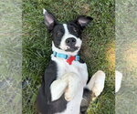Small #3 Boston Terrier Mix