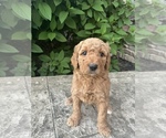 Small #1 Goldendoodle
