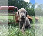 Small #6 Labrador Retriever