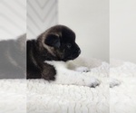 Small Photo #5 Akita Puppy For Sale in STRAFFORD, MO, USA