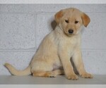 Small Photo #5 Shepradors Puppy For Sale in FREDERICKSBG, OH, USA