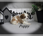 Small #8 Cavalier King Charles Spaniel
