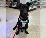 Small #16 American Pit Bull Terrier Mix