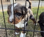 Small #4 Aussie-Poo-Bernedoodle Mix