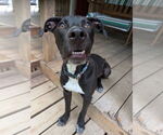 Small #13 Catahoula Leopard Dog Mix