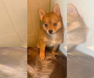 Pomsky Puppy for sale in WEST HEMPSTEAD, NY, USA