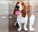Small #2 Basset Hound