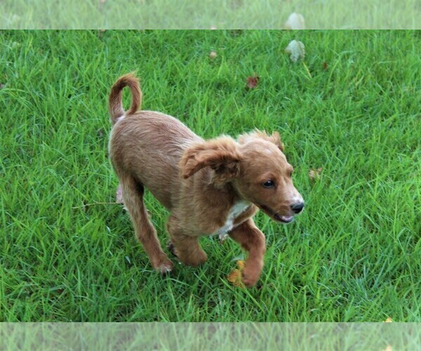 Medium Photo #10 Cavapoo Puppy For Sale in MEADVILLE, PA, USA